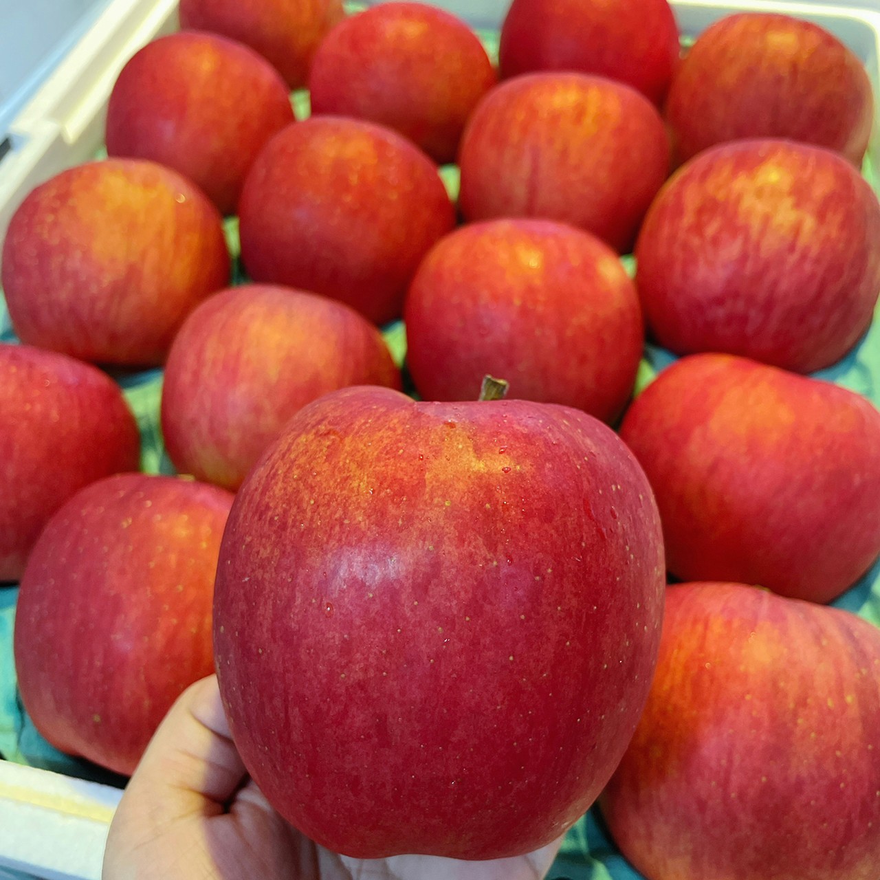 日本紅顏姬蘋果 日本紅顏姬蘋果